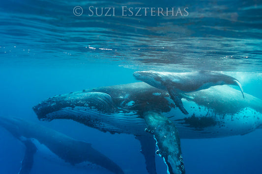 Mother and Newborn Whale Photo