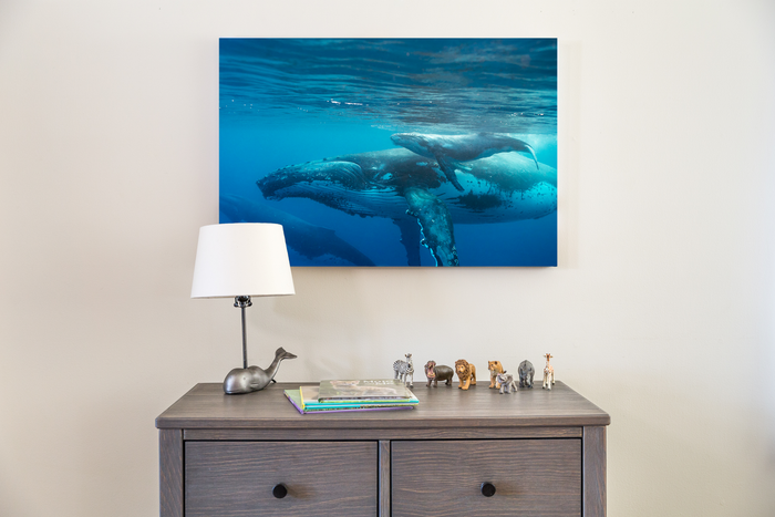 Mother and Newborn Whale Photo