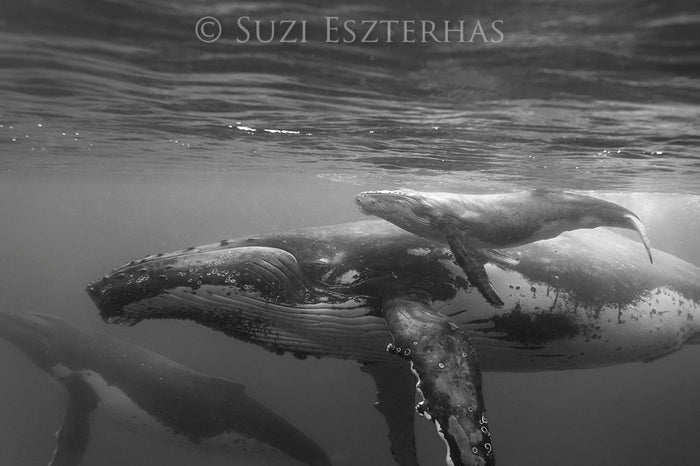 Mother and Newborn Whale Photo