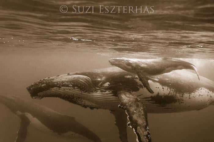 Mother and Newborn Whale Photo