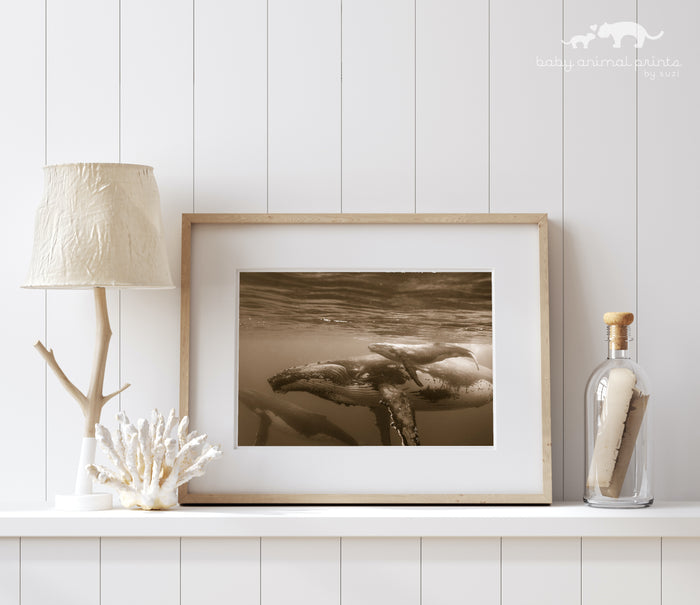 Mother and Newborn Whale Photo