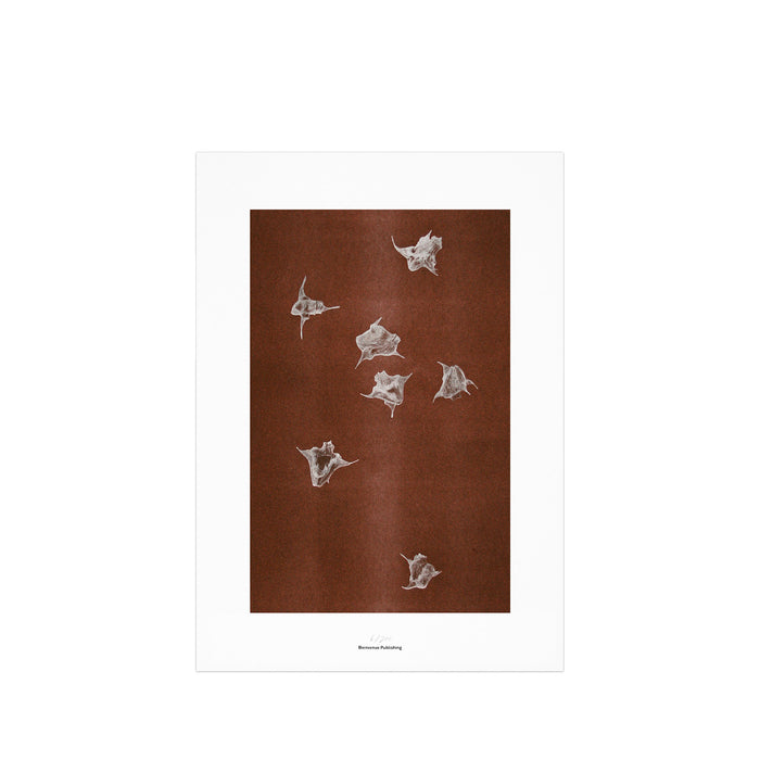 Origins No 5 Limited Print