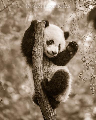 Playful Baby Panda Photo