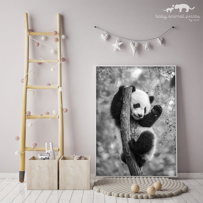 Playful Baby Panda Photo