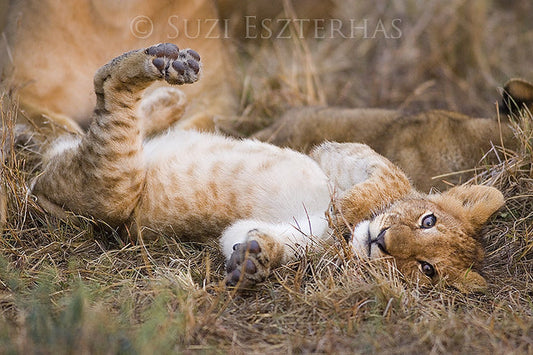 Playful baby lion