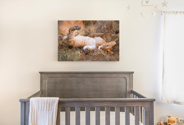 Playful Lion Cub Photo