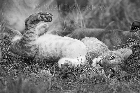 Playful Lion Cub Photo