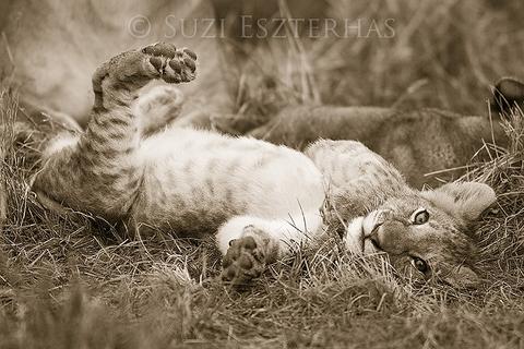 Playful Lion Cub Photo