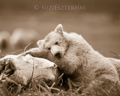 Sleepy Bear Photo