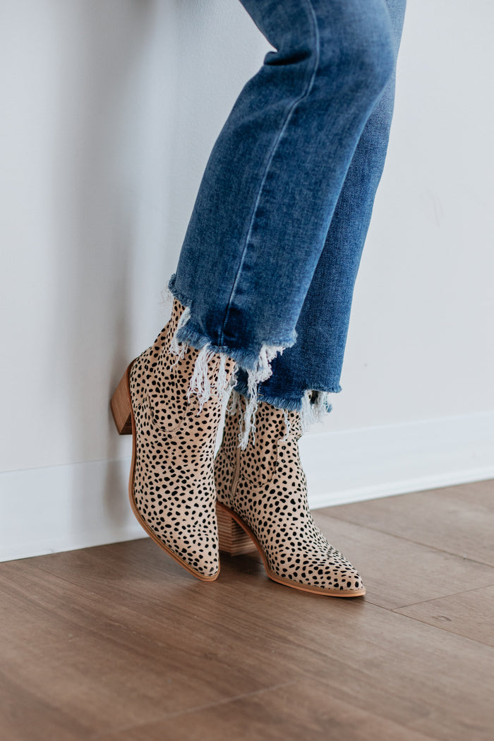 Cheetah / 6