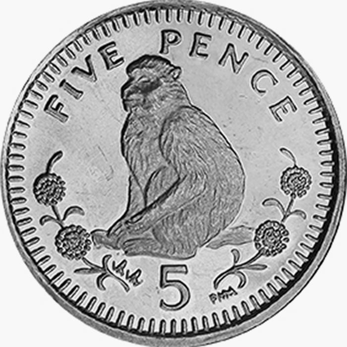 The Five - Terrestrial Animals