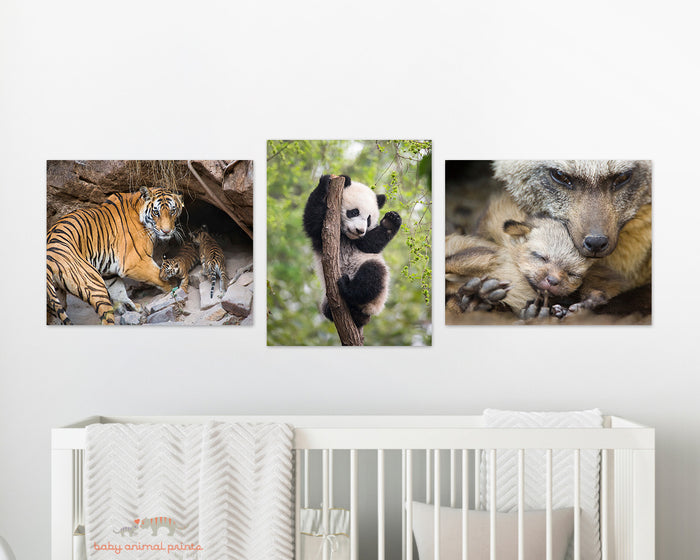 Tiger Mom and Cubs in Den Photo