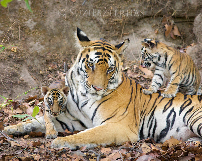 Tiger mom and cubs