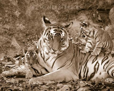 Tiger Mom and Cubs Photo